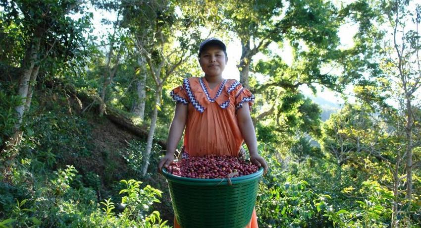 Finca Élida Estate
