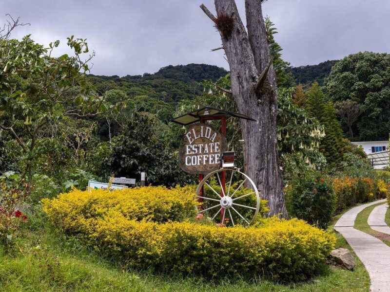 Finca Élida Estate