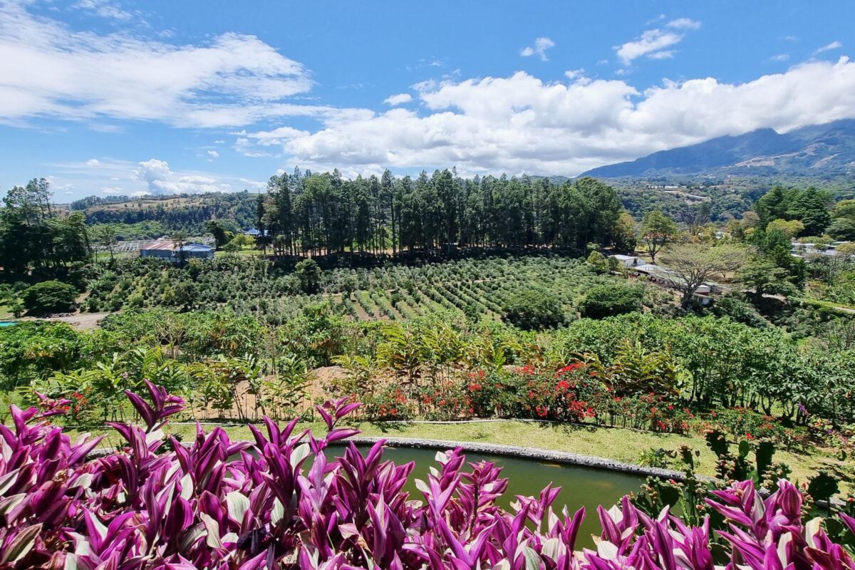 Hacienda La Esmeralda – vista